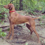 Zooey, vizsla canine